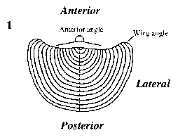 Ventral view, anaptychus