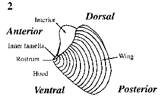 Oblique lateral view of an anaptychus