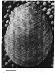 USNM 112036