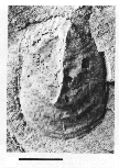 CMNH 3744