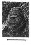 CMNH 8305b