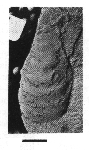 CMNH 8328a