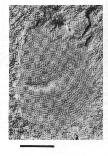 CMNH 8328b