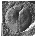 Aptychopsis Operculum