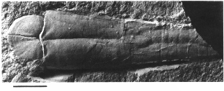 Aptychopsis in situ