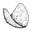 Reconstruction of a Cleveland Shale anaptychus