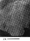 CMNH 3745