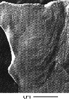 CMNH 3746