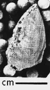 USNM 112031