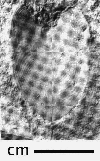 USNM 97992-a