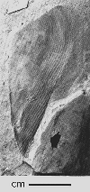 USNM 97992-b