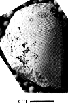 USNM 112023
