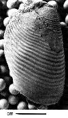 USNM 112034