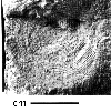 CMNH 8307a