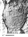 CMNH 8313a