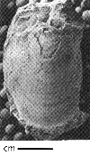 USNM 112038
