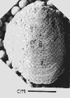USNM 112032