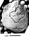 USNM 112028
