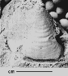 USNM 112029