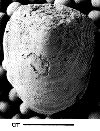 USNM 112041