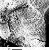 CMNH 8302