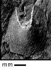 USNM 264093