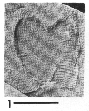 AMNH CU 7452G