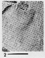 AMNH CU 6686G