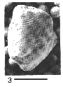 AMNH CU 5513G