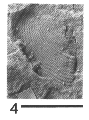 AMNH CU 6063G