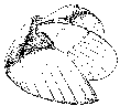 Lehmann's reconstruction of Psiloceras mandibles