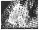 Devonian Anaptychus SEM section